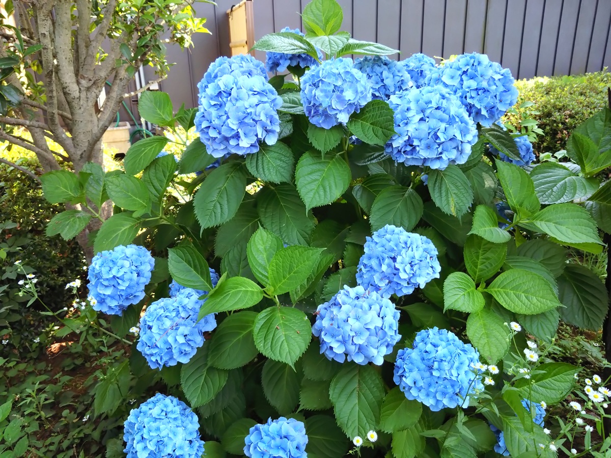 青アジサイ　花言葉「辛抱強い愛情」